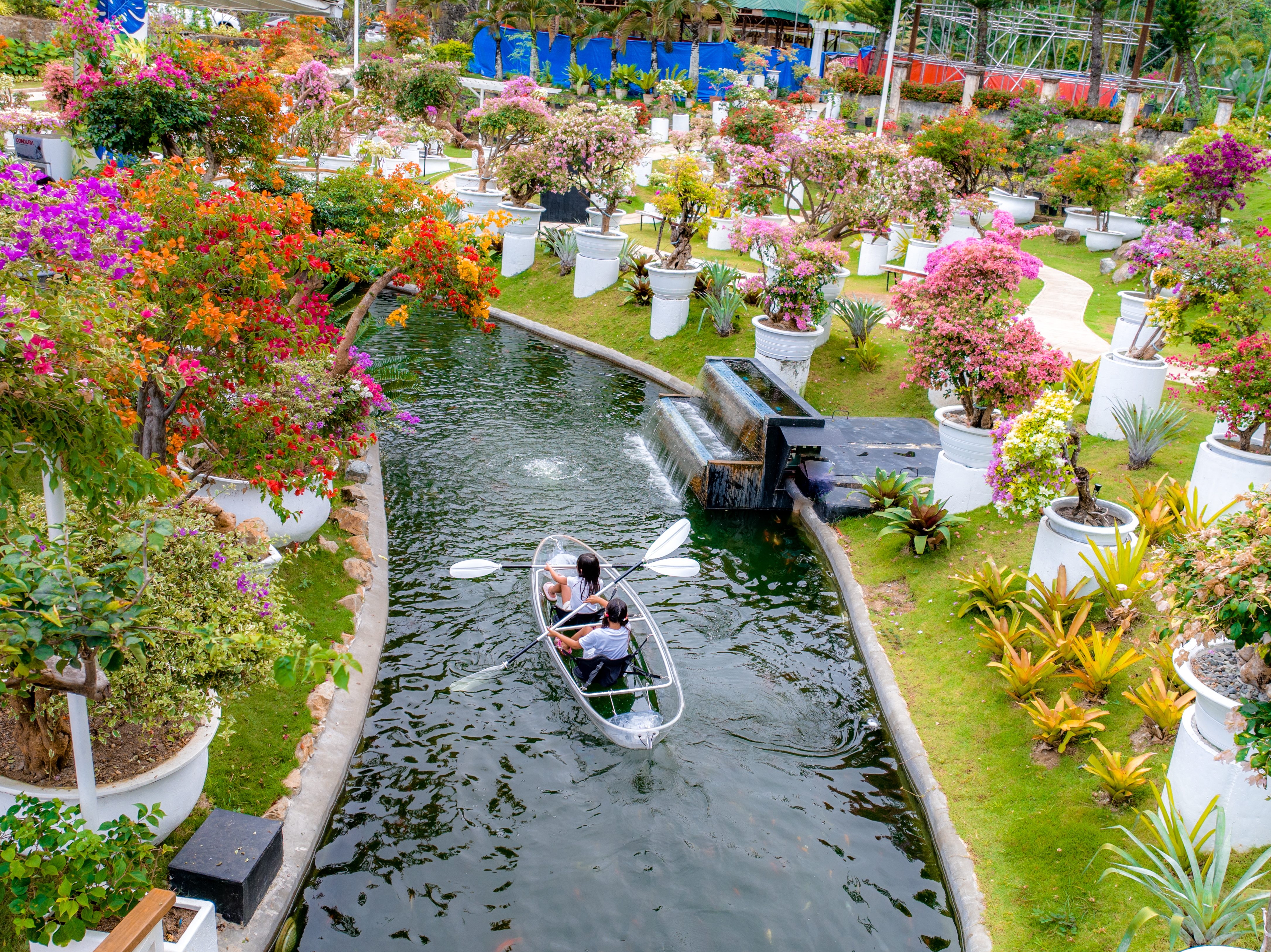 Bougainvillea Garden