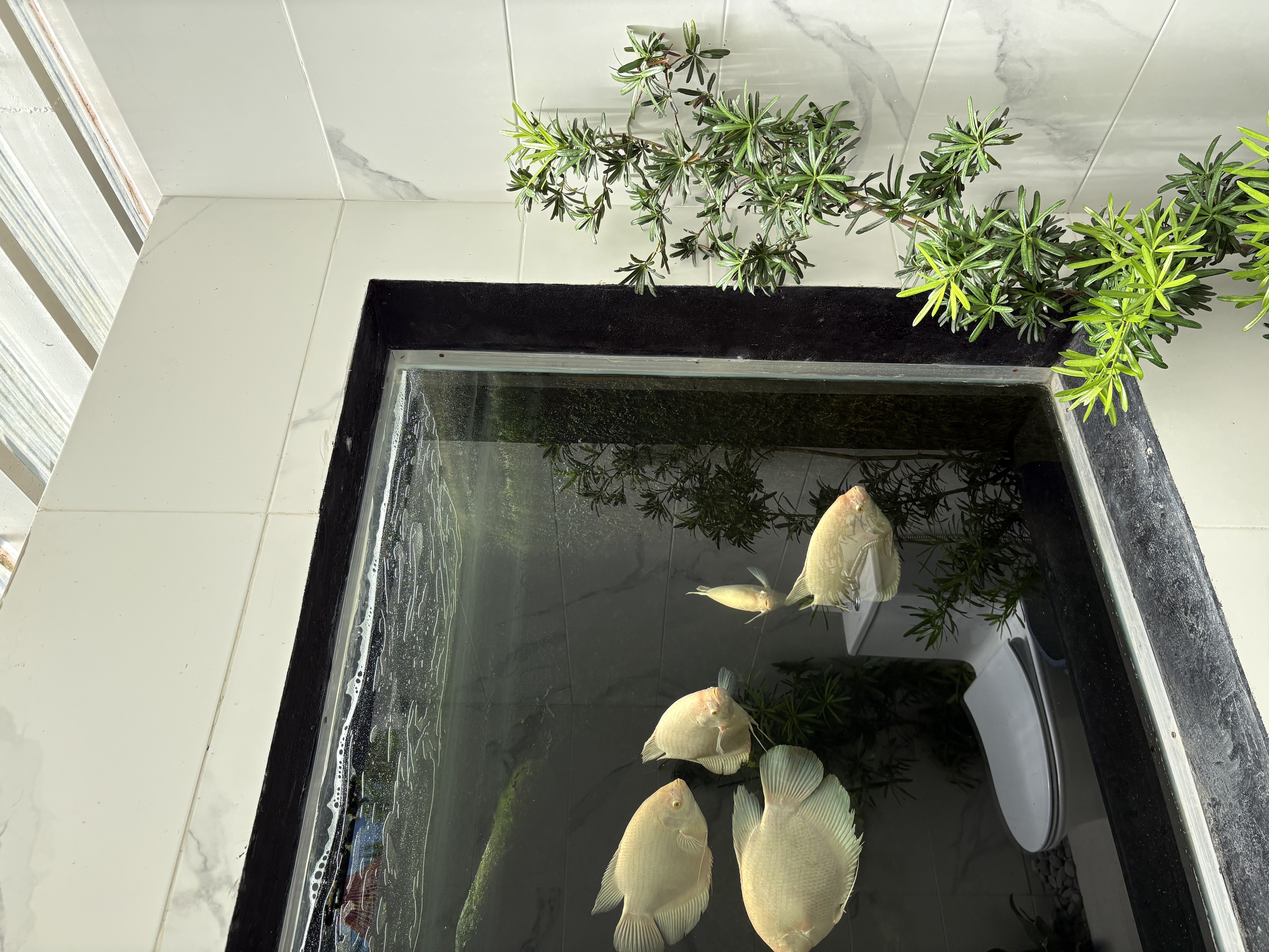 Aquatic Oasis 1