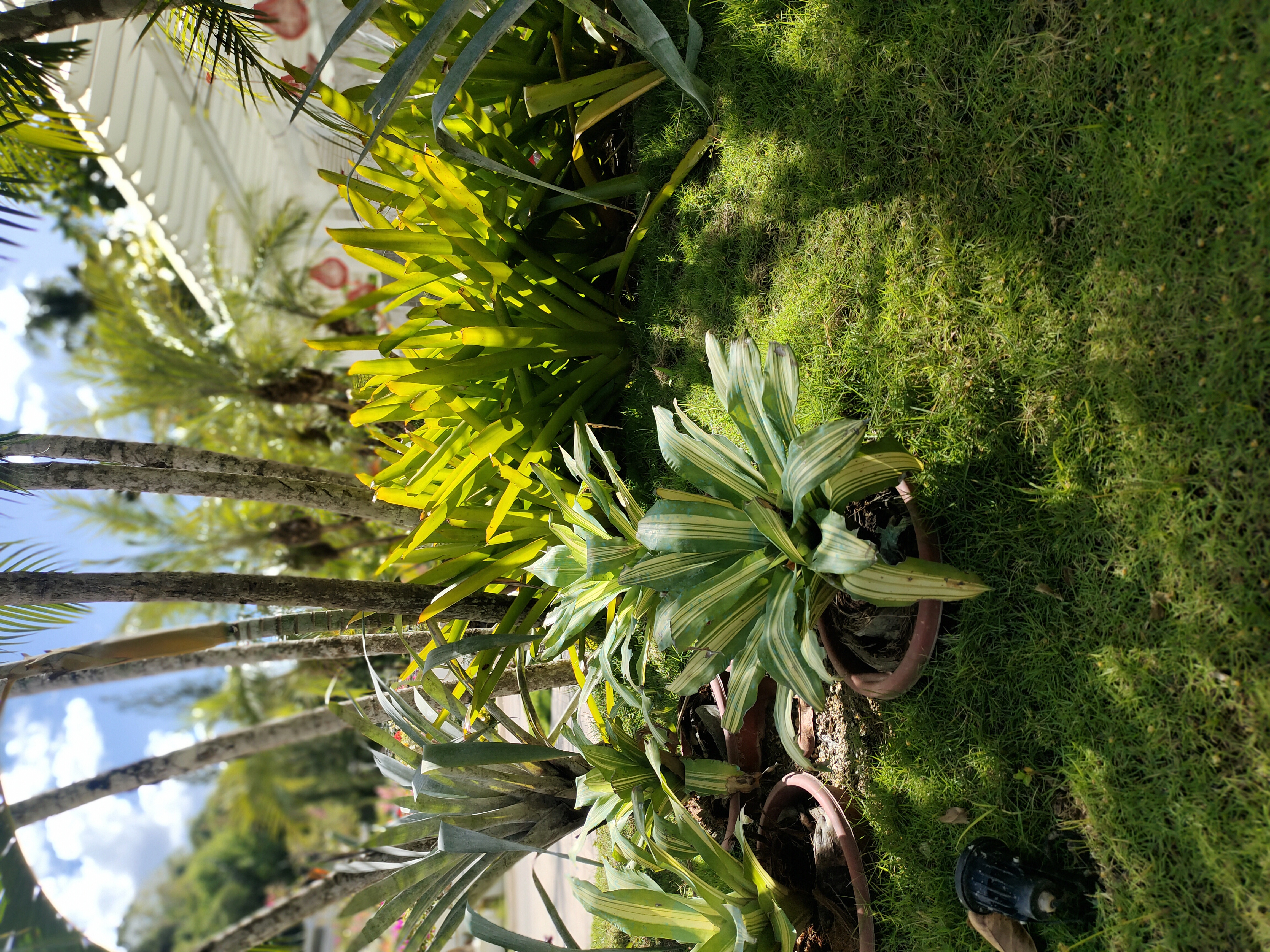Botanical Haven 4